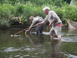 Rotarians catching tired Ducks after their race down the Crake.